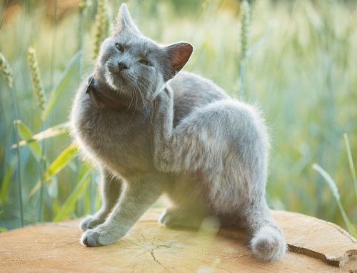 Why One Flea Can Cause Big Problems: Managing FAD in Dogs and Cats