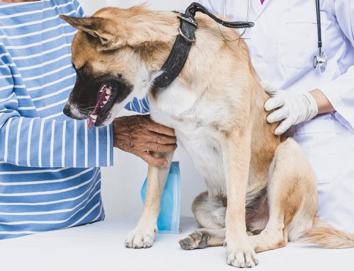 Common Aging Dog Diseases and How to Manage Them