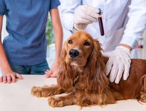 What’s Beneath the Fur? How Bloodwork Reveals Your Pet’s True Health